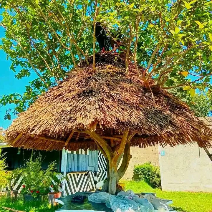 Before and after makuti roof renovation