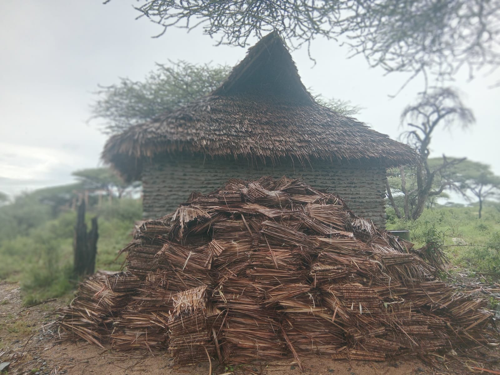 makuti